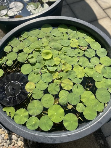 Lotus inkl versand de - inkl.,