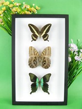 3 wunderschöne echte