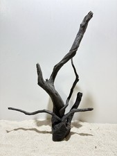 Schwarze Moorwurzel XL