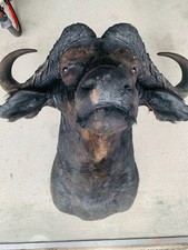 Tierpräparat Kaffernbüffel