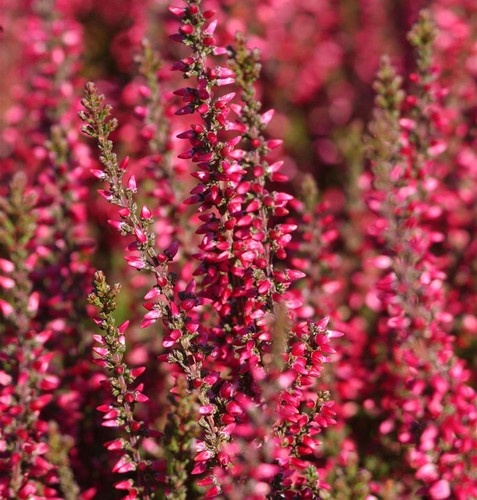 10x knospenheide gardengirls - 10x,