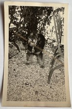 orig. Foto AK Hund Dackel