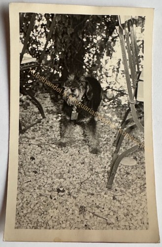 Orig foto hund - orig., dackel