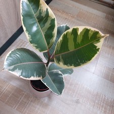 Ficus elastica "Creme Panschierte Blätter" Gummibaum 45cm Gesamt Länge