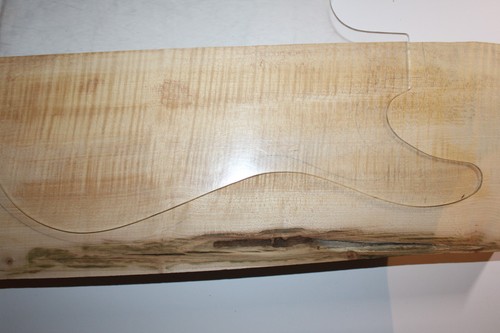 Rigelahorn tiger maple für