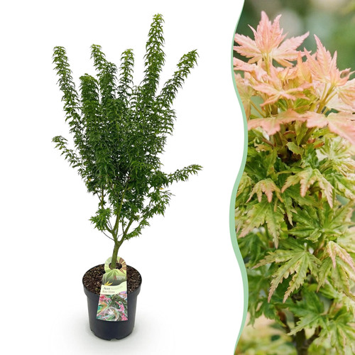 Acer palmatum koto - hime,