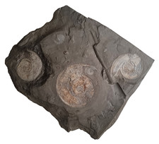 Sehr schöne, große Schieferplatte - Ammoniten Holzmaden - 60 cm - 12,8 kg, rar