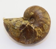 Nautilus, Nautilus pompilius