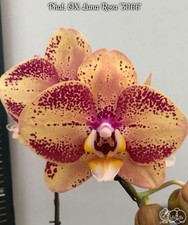 Phalaenopsis luna rosa - phalaenopsis, ox