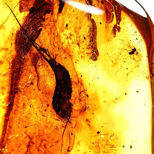 Bernstein fossil mit - fossil,