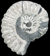 Lias  Pleuroceras spinatum