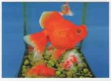 Goldfisch Linsenförmiges 3D