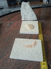 3 wunderschöne Fossilien Solnhofener Kalkplatten 
