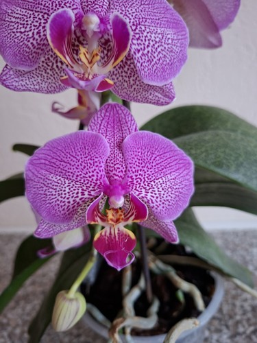 Orchidee phalaenopsis diamond - phalaenopsis,
