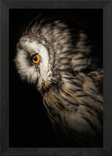 Ein Nachtjäger Gerahmtes