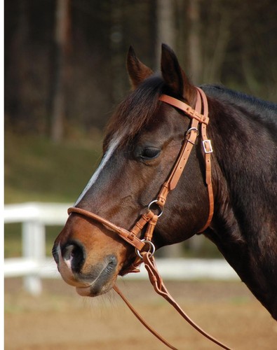 Sidepull harness pony - sidepull,
