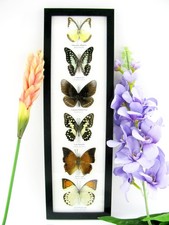 6 echte präparierte