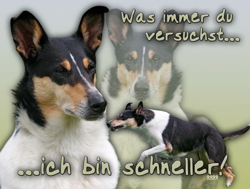 Collie kurzhaar - collie,