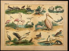 1890ca - Pelikan, Flamingo