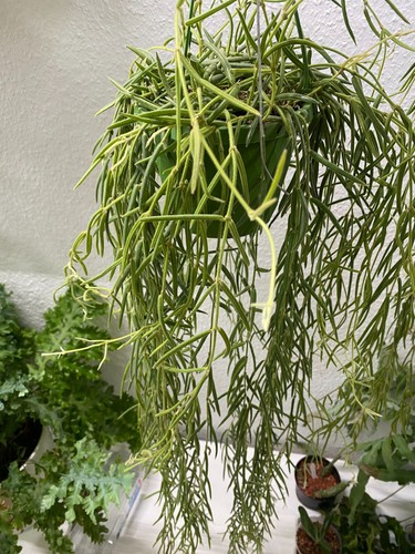 Hoya linearis mutterpflanze - hoya,