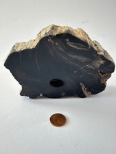 Versteinertes Holz aus