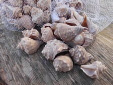 3 Netze echte Muscheln ca. 3 x 7 cm, beige. Mediterran. Streudeko. Inkl. Versand