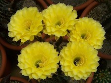 Echinopsis Hybride hybrid "