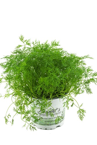 Dill pflanze frische - dill, pflanze,