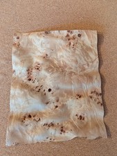 Espe Pappel Maser/ Wurzel