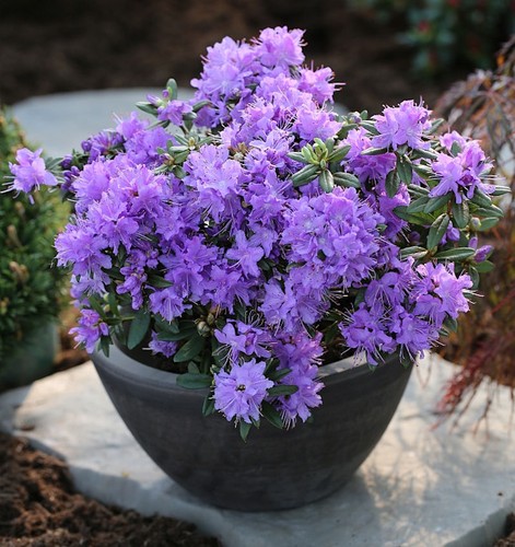 Zwerg rhododendron luisella - zwerg,