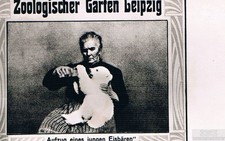 AK Sammlung Zoologischer