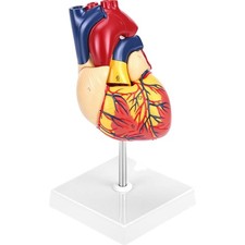 Herz Anatomiemodell Groß