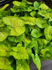 Syngonium Lemon lime  Purpurtute 4 Ableger in verschiedenen Größen 