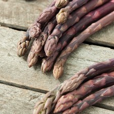 Asparagus staude nutzpflanze - staude,