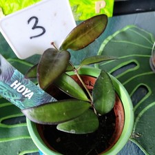 Hoya porzellanblume - ,