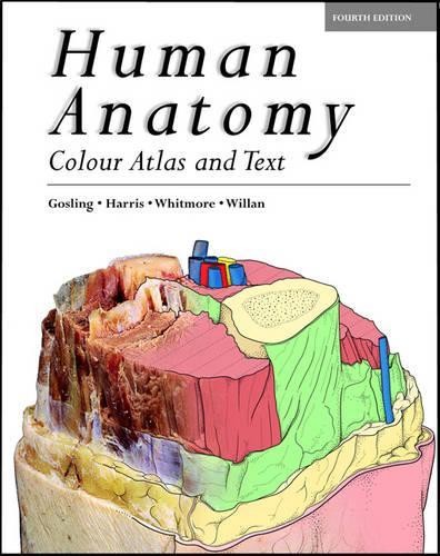 Human anatomy color - color, and