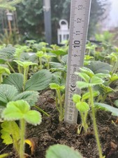 40 kleine Erdbeerpflanzen