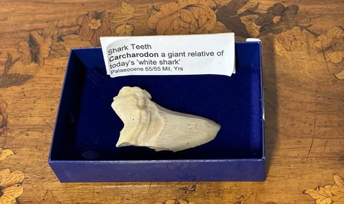 Haizahn carcharodon fossil - haizahn,