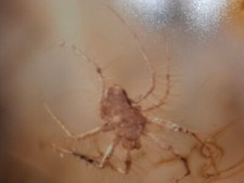 Baltischer Bernstein mit