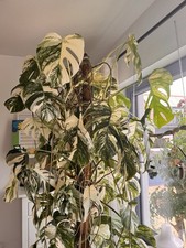 Sehr schöne, große, seltene Monstera Deliciosa Variegata Pflanze 2m Mehrfarbig