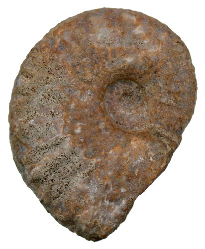 Lias platynoticeras alterum - platynoticeras,