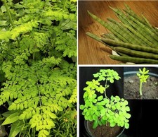 Meerrettich-baum Stecklinge