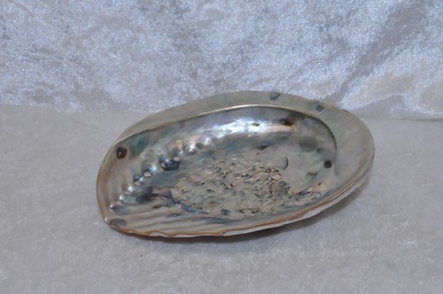 Große abalone seeohren - große, -seeohren