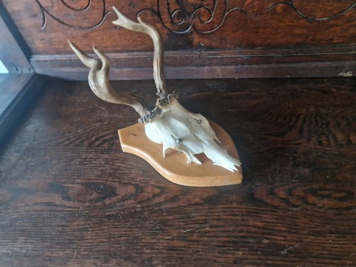 Altes rehgeweih jagdtrophäe - rehgeweih,