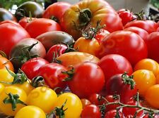 Tomaten-Samen-Mischung 25⁺