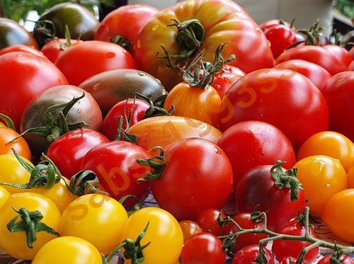 Tomaten samen mischung - tomaten-samen-mischung, 25⁺