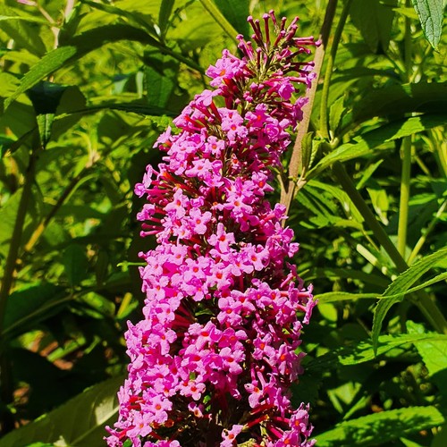 Schmetterlingsflieder pink - schmetterlingsflieder,