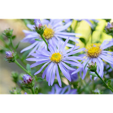 Aster x frikartii 'Wunder von