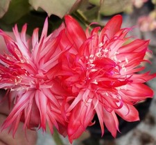 Schlumbergera laranja - schlumbergera,