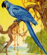 118/323 SAMMELBILD alt HYAZINTH - ARA BRASILIEN - SÄMEREIEN NÜSSE